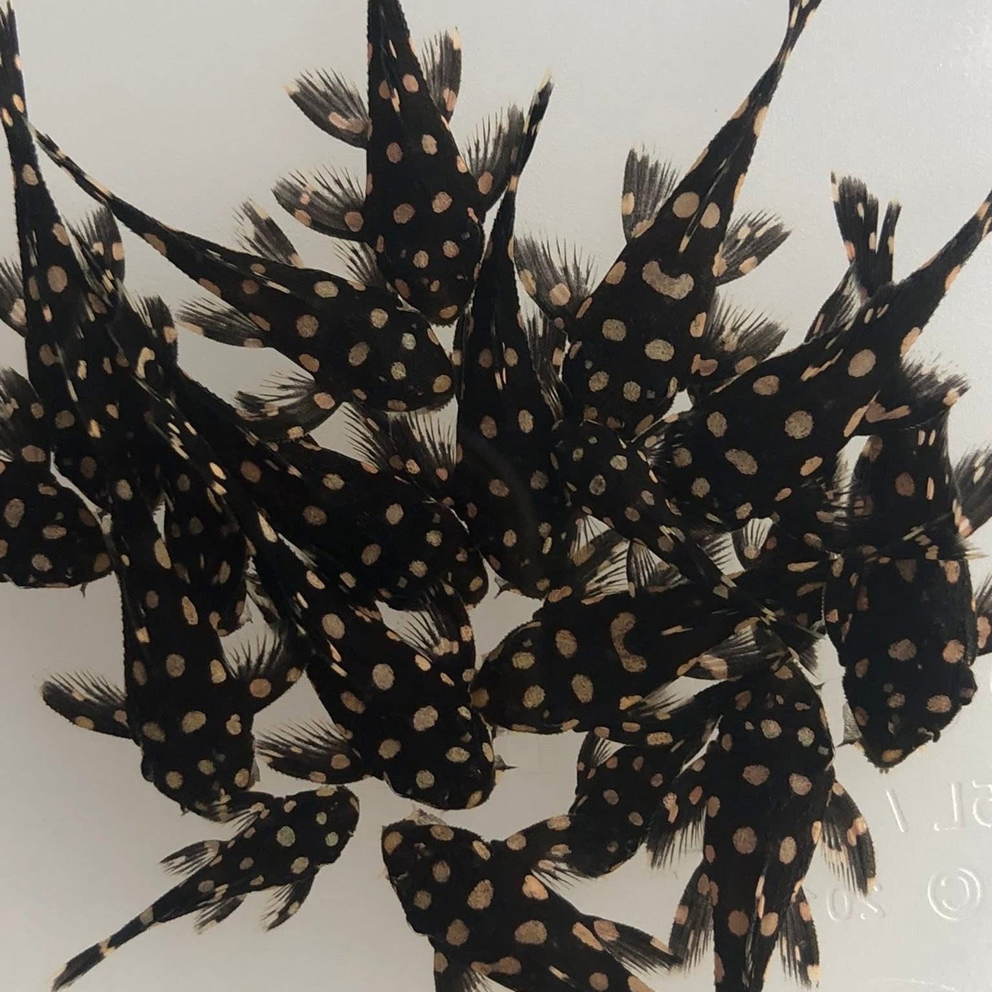 L007 Pleco