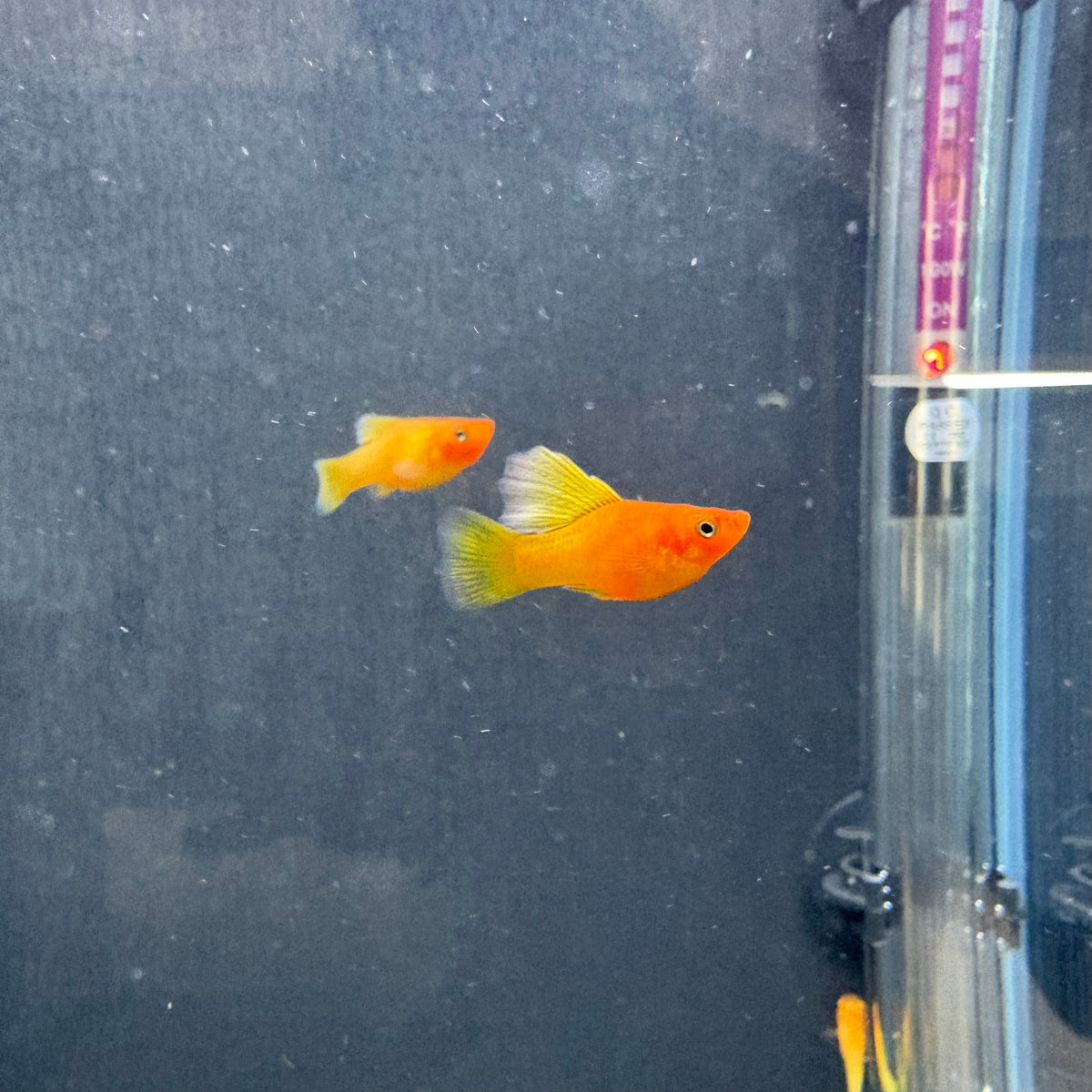 Highfin Platy