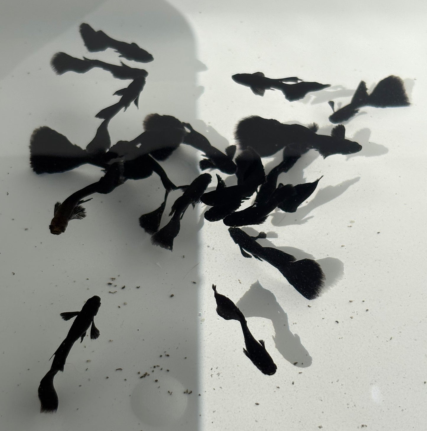 Black Moscow Guppy