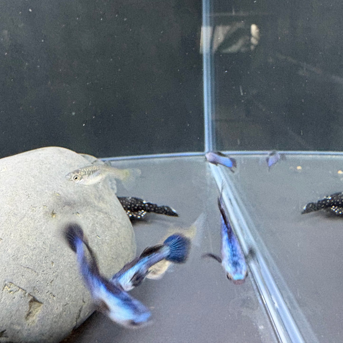 Blue Panda Guppies Pair