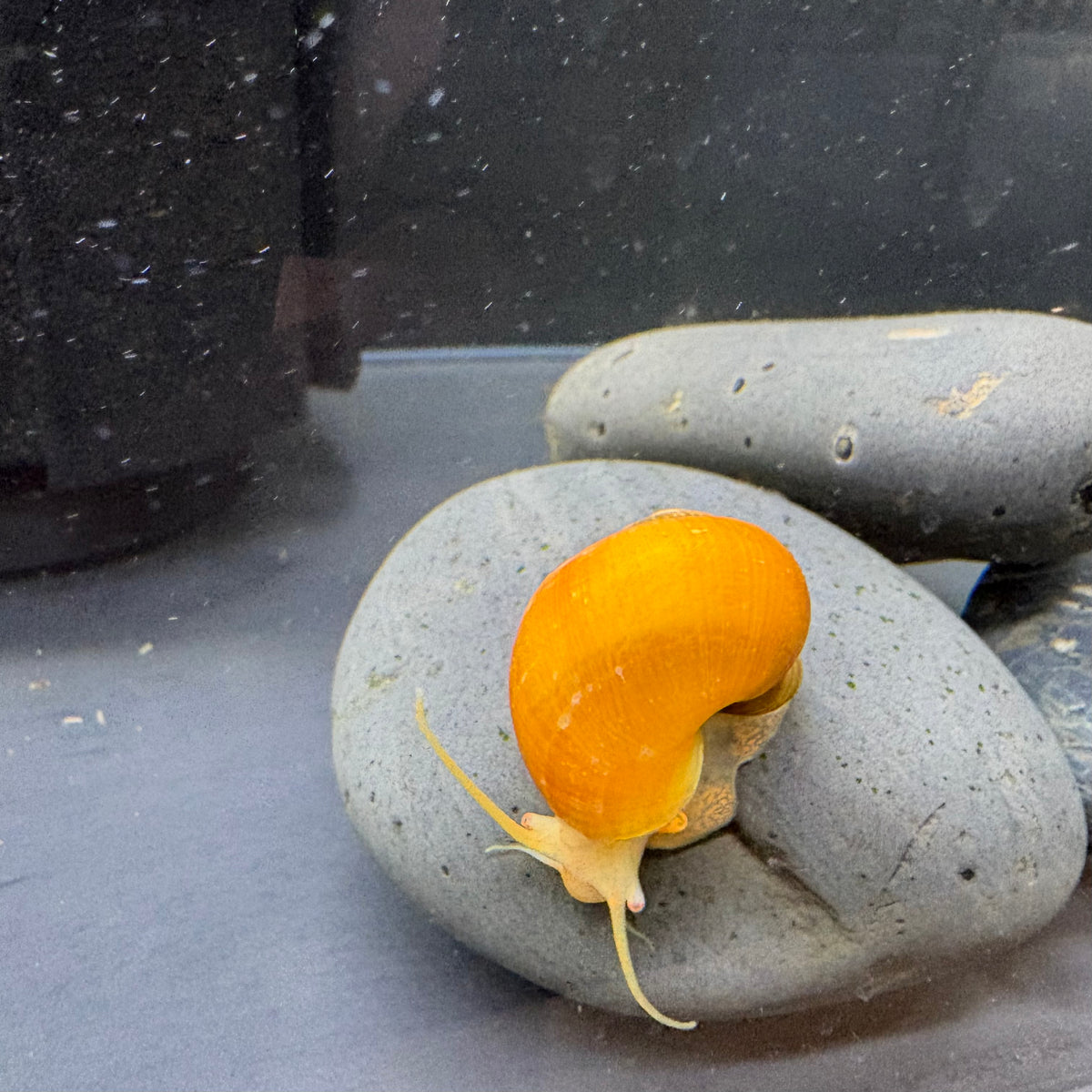 Gold Mystery Snails