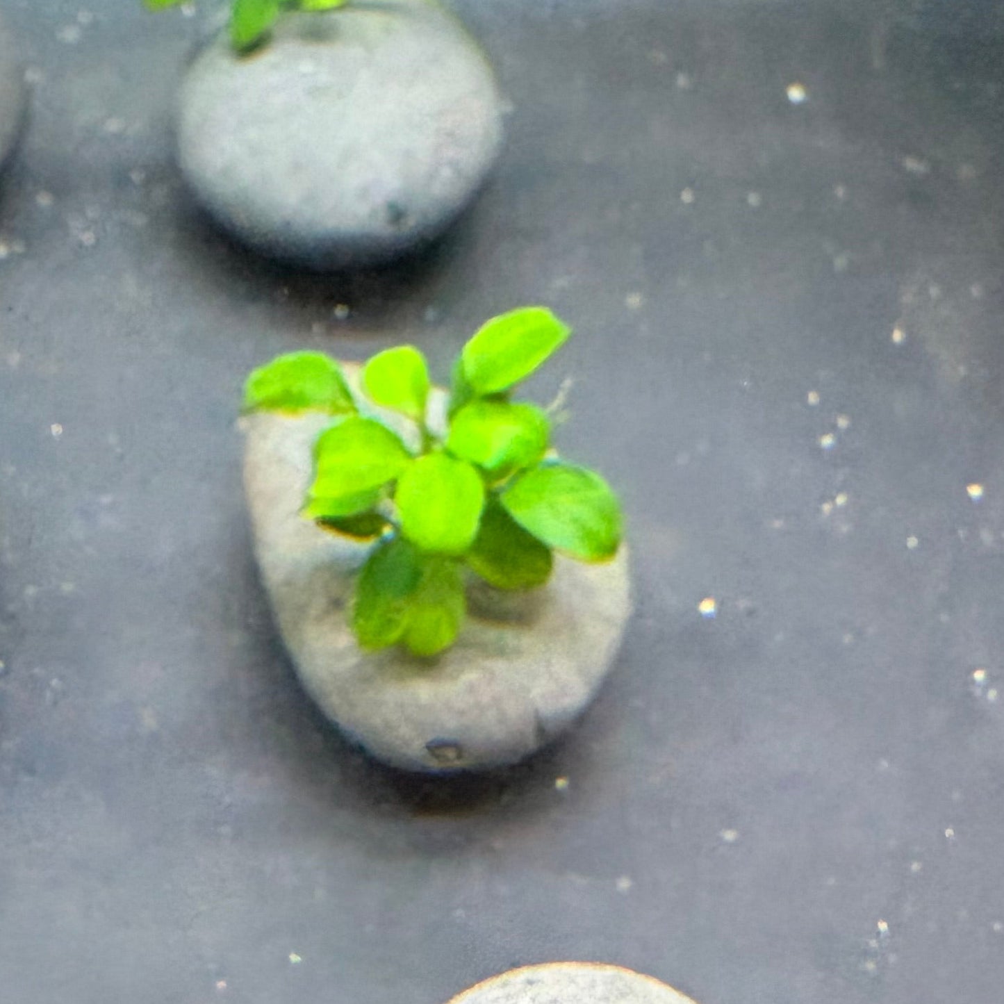 Anubias Nana Creation