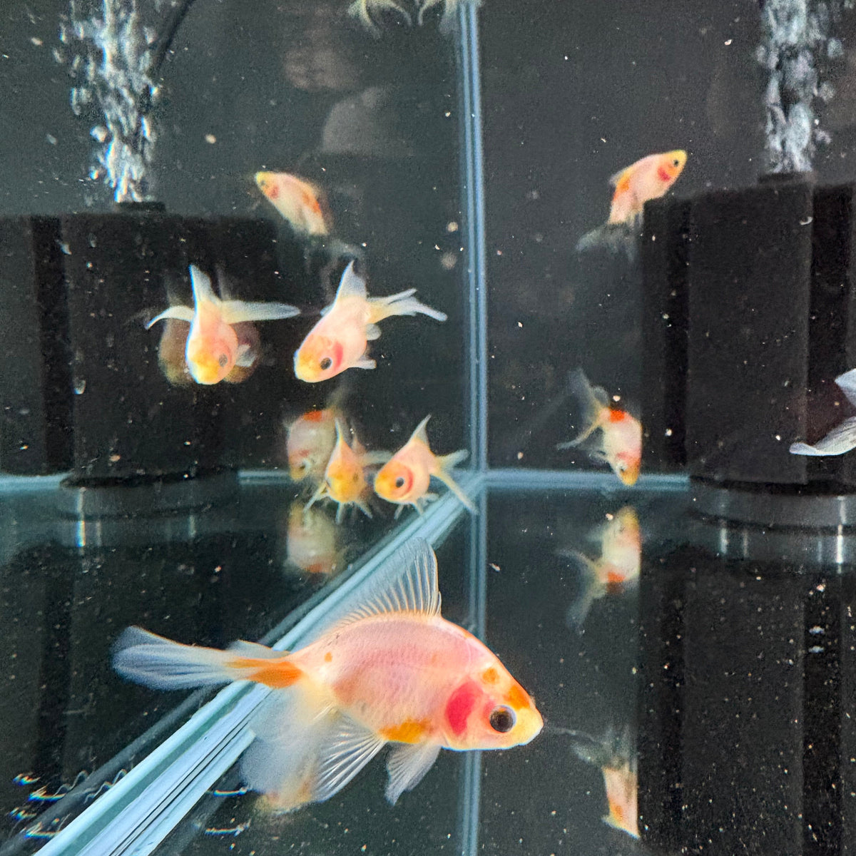 Blushing Fantails