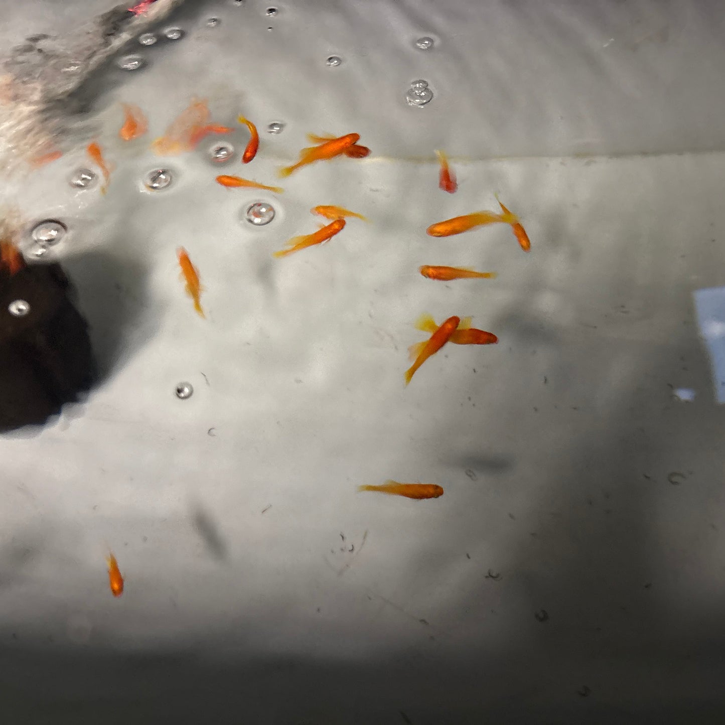 Highfin Platy
