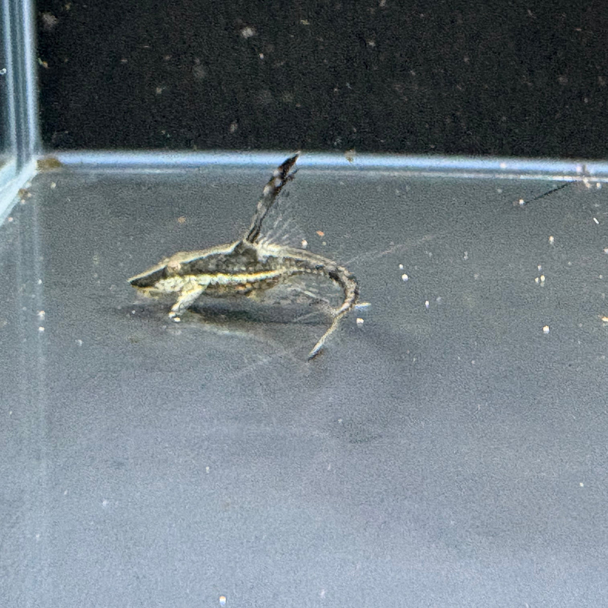 Royal Whiptail Catfish