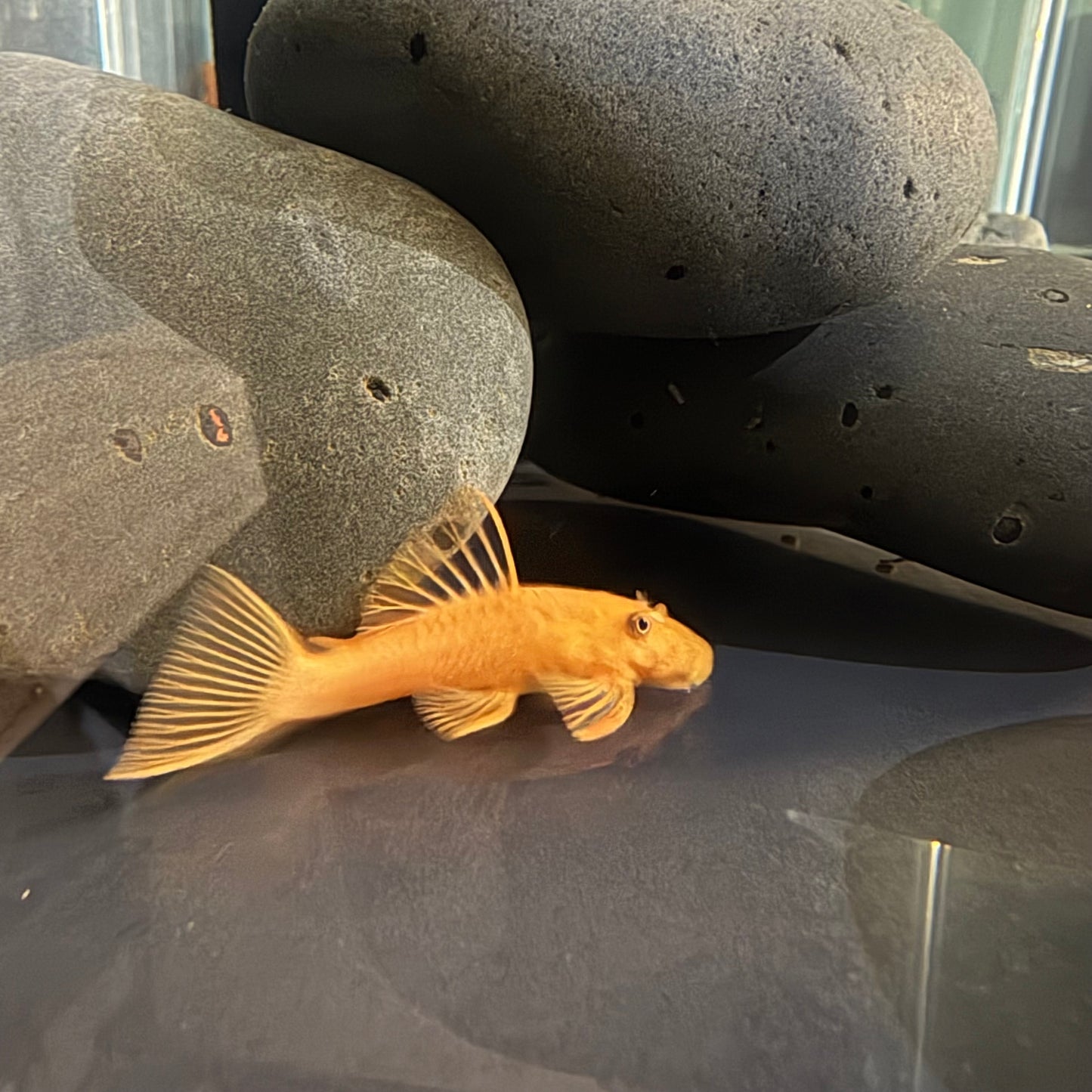 Super Red Bristlenose