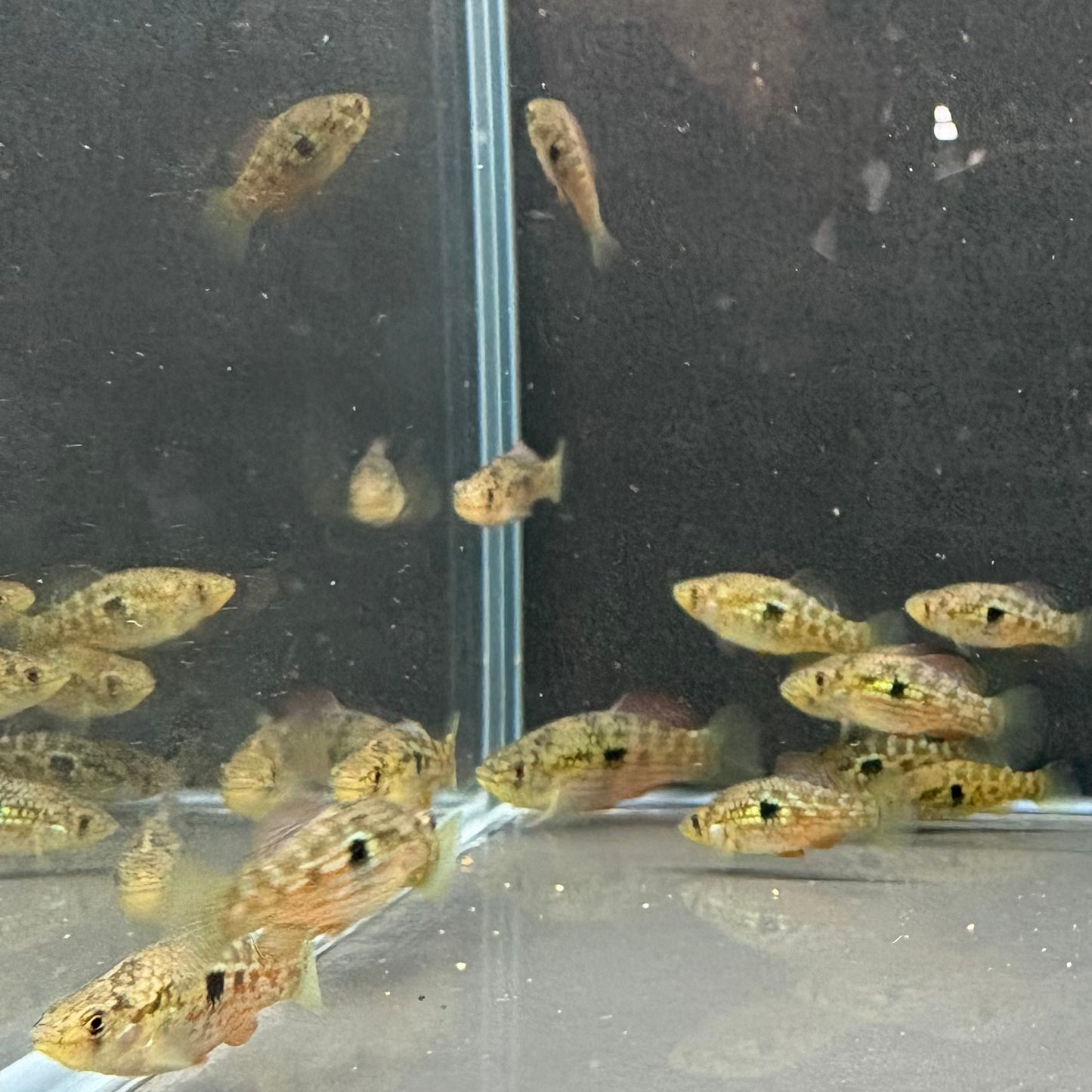 American Flagfish