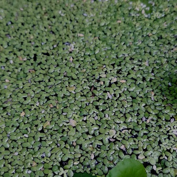 Duck Weed