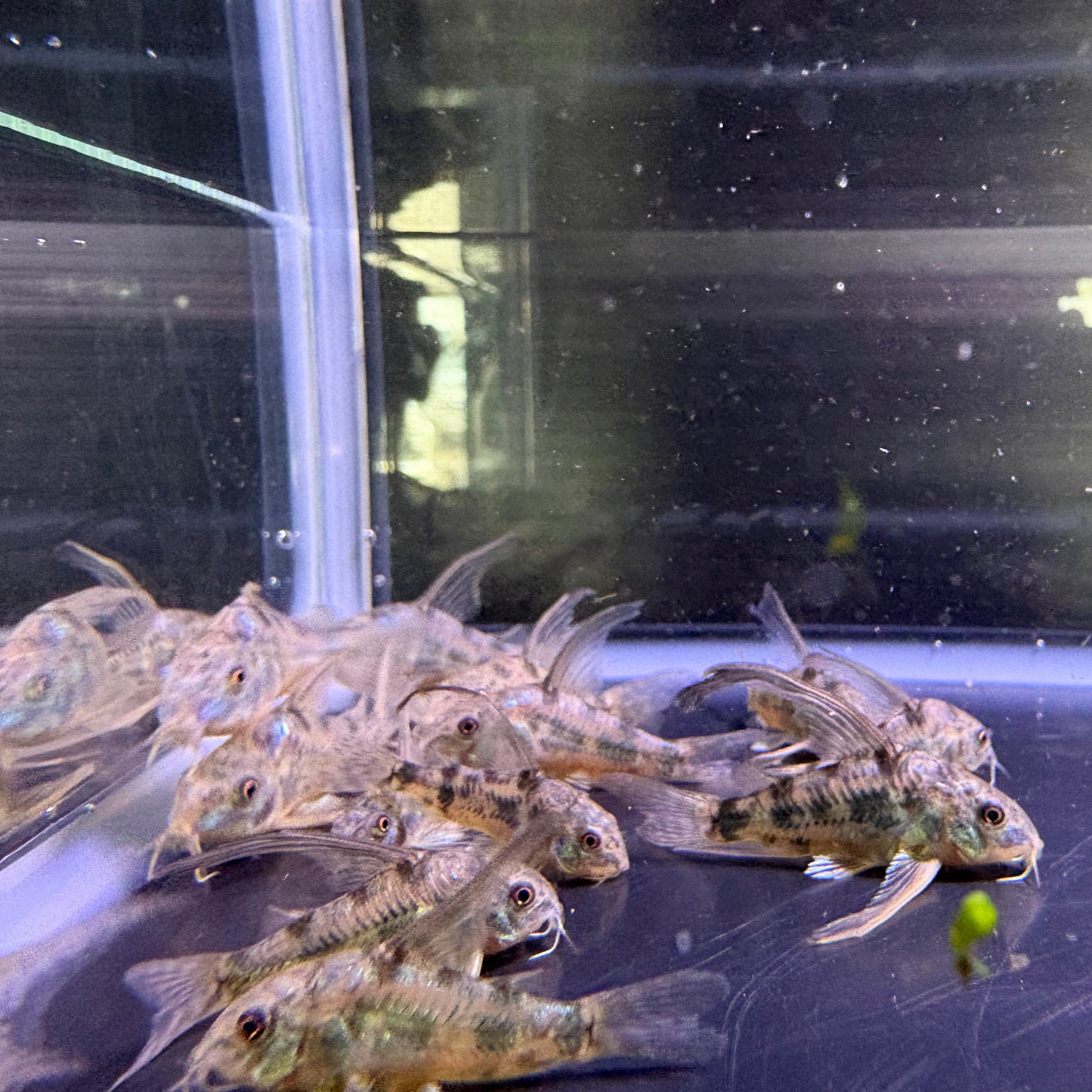 Peppered Cory’s