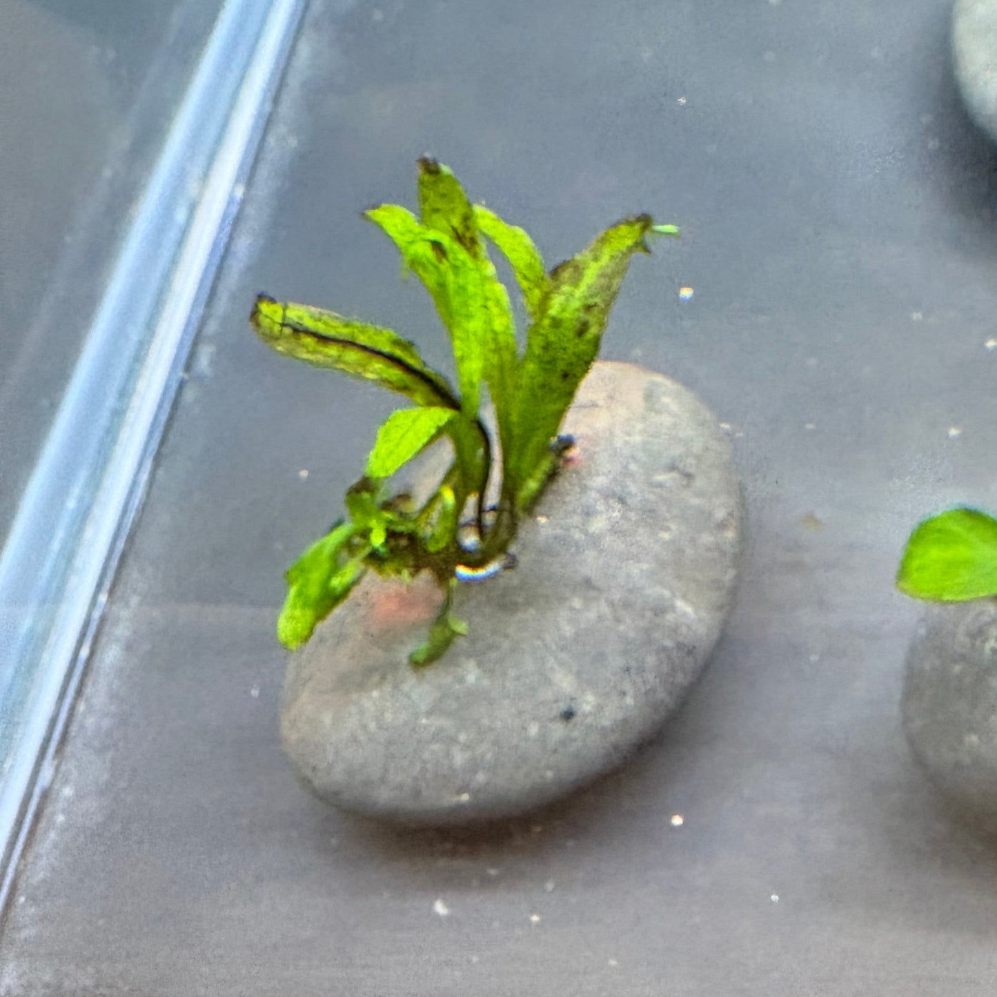Micro Java Fern Creation