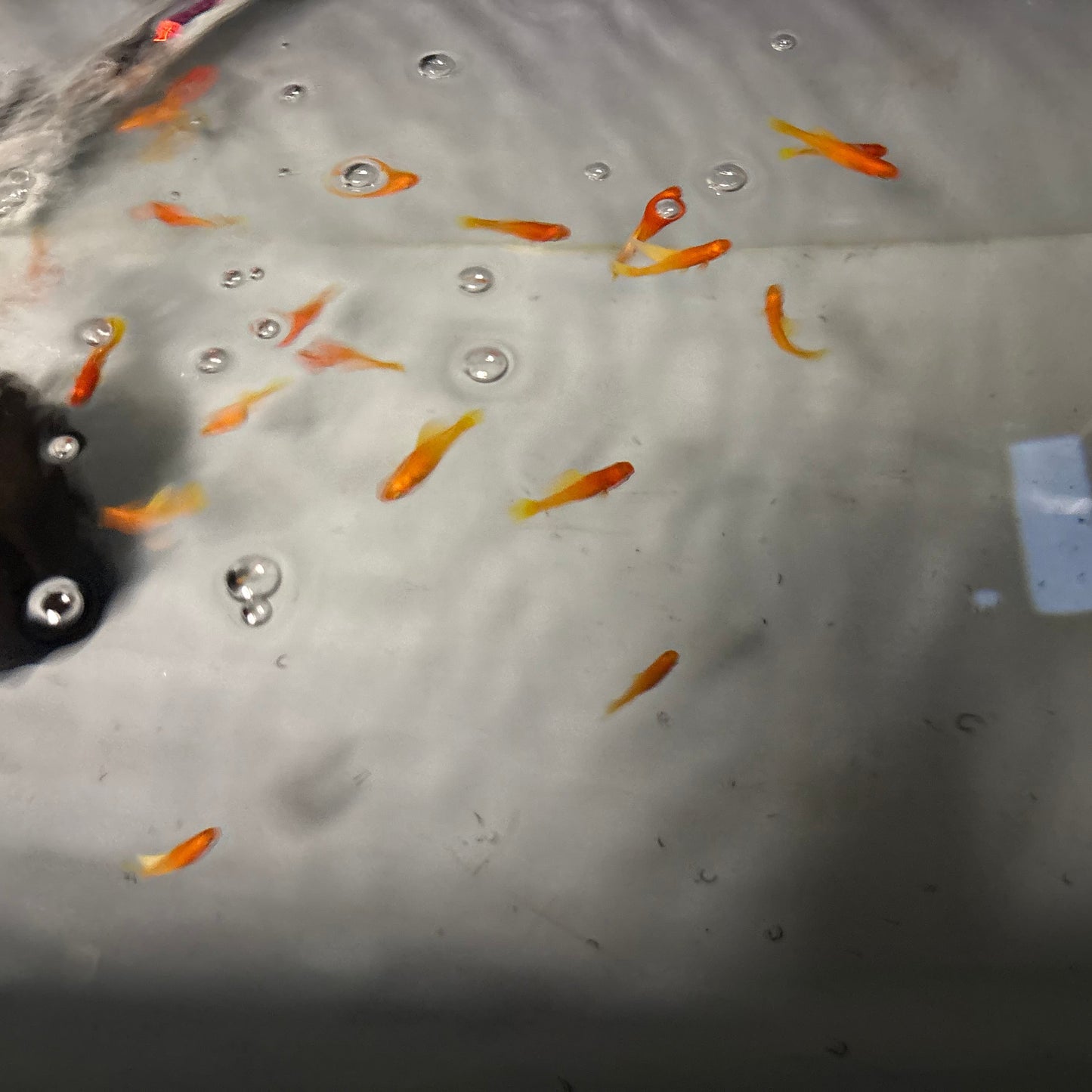 Highfin Platy