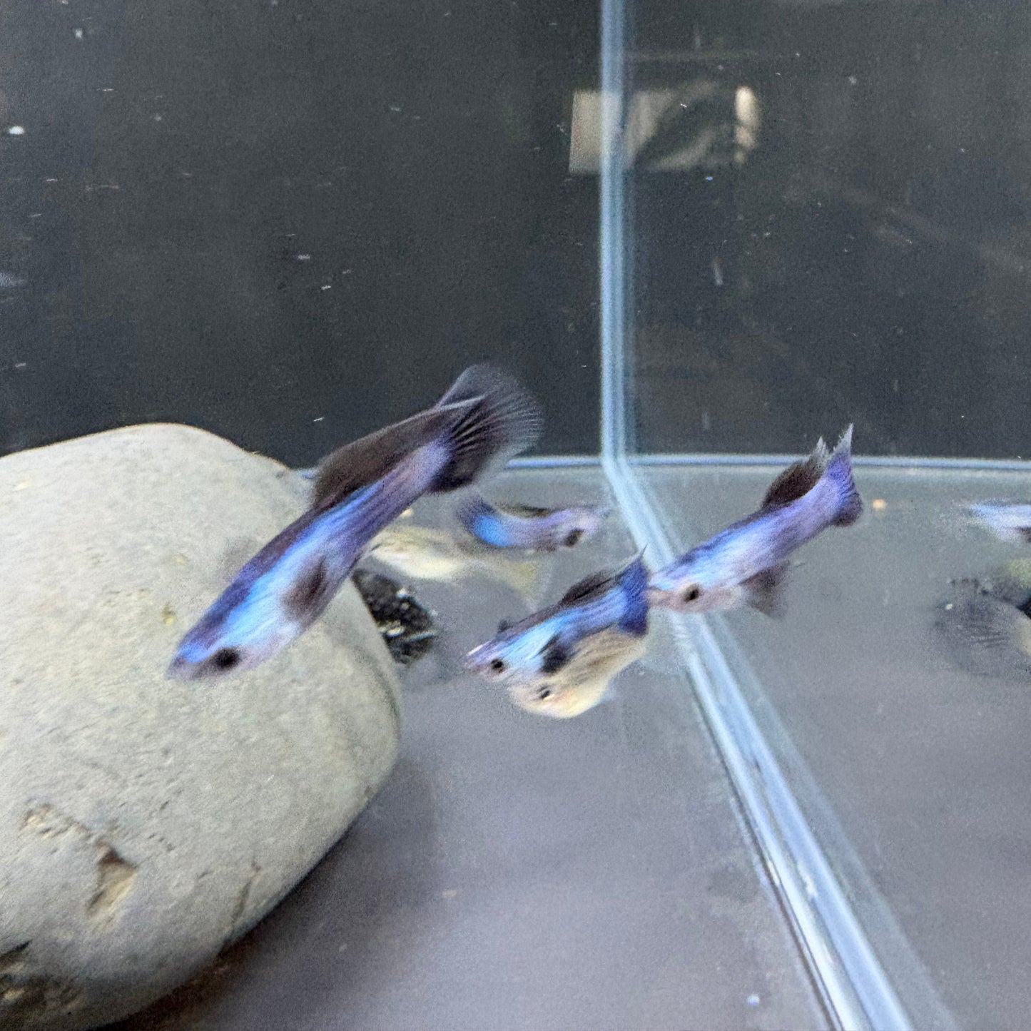 Blue Panda Guppies Pair
