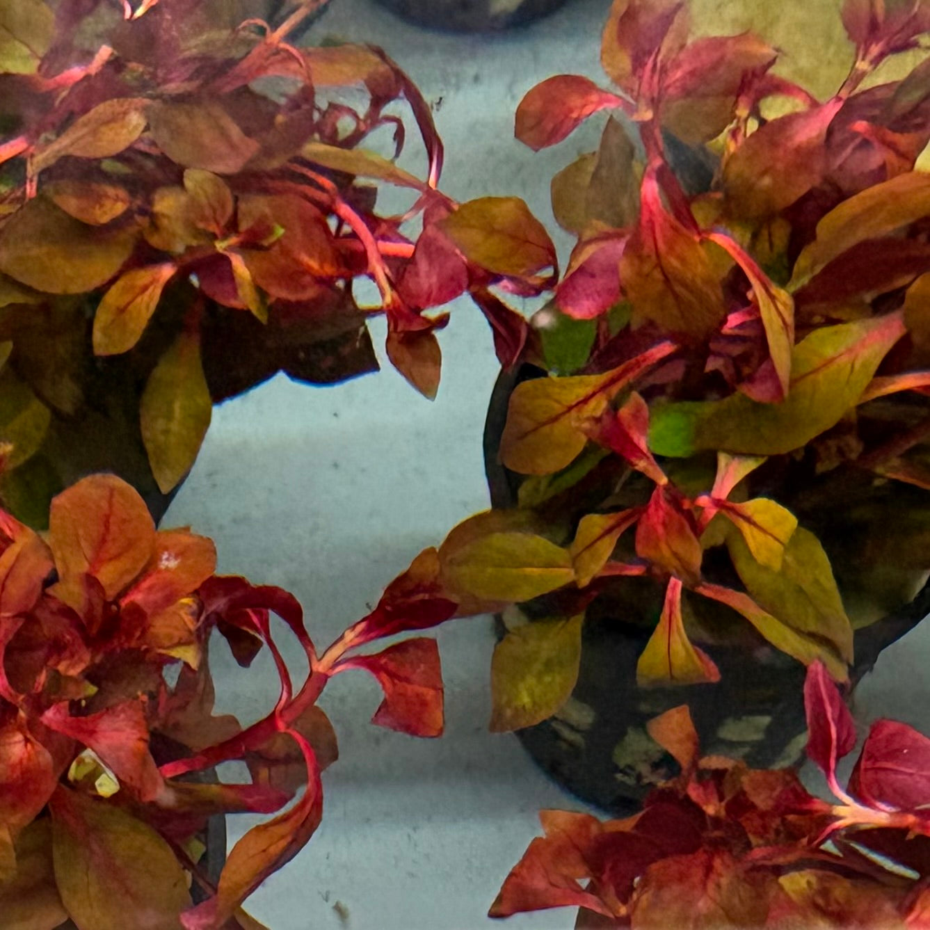Ludwigia Super Red