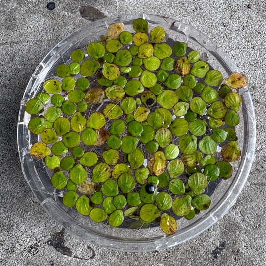 Giant Duckweed