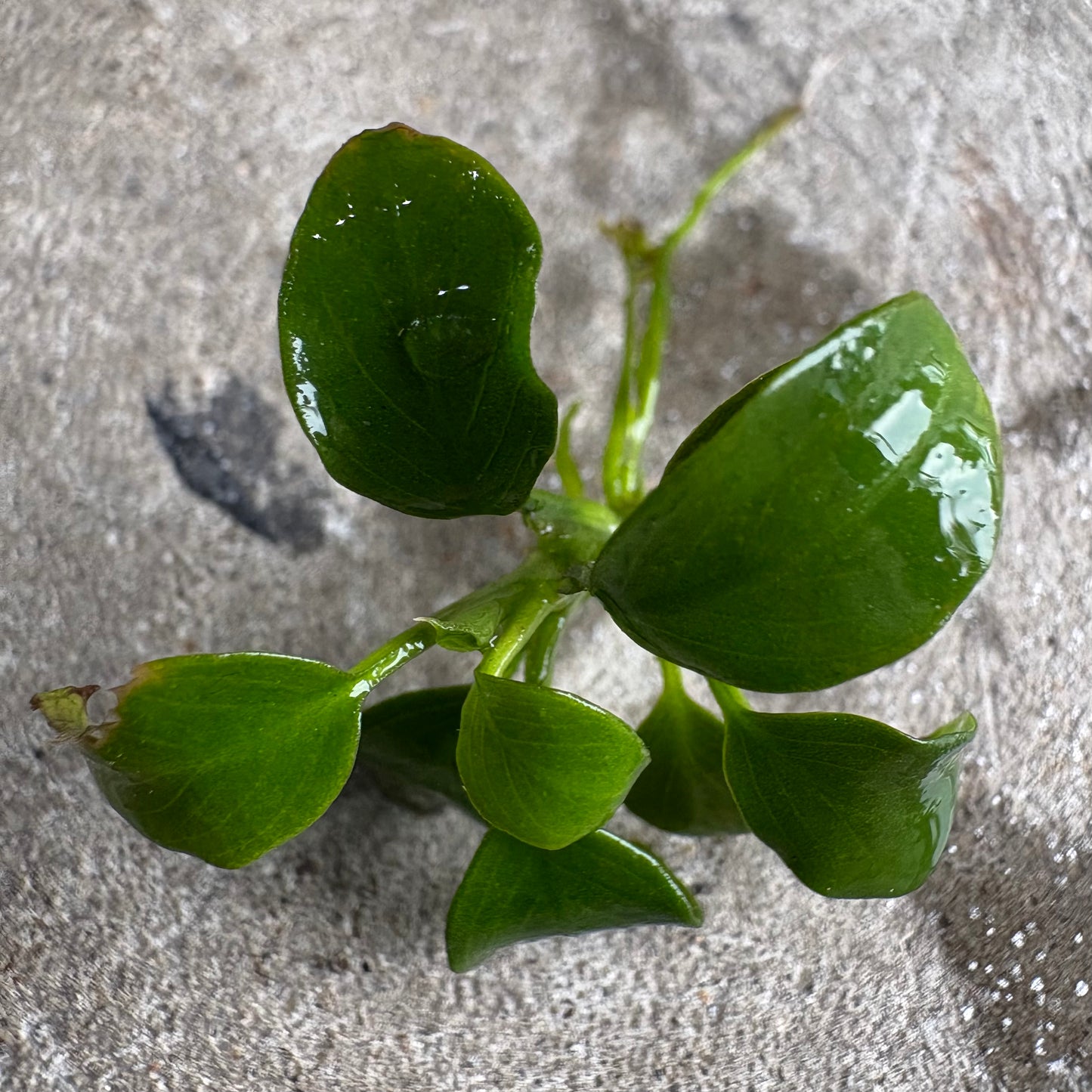 Anubias Nana Petite