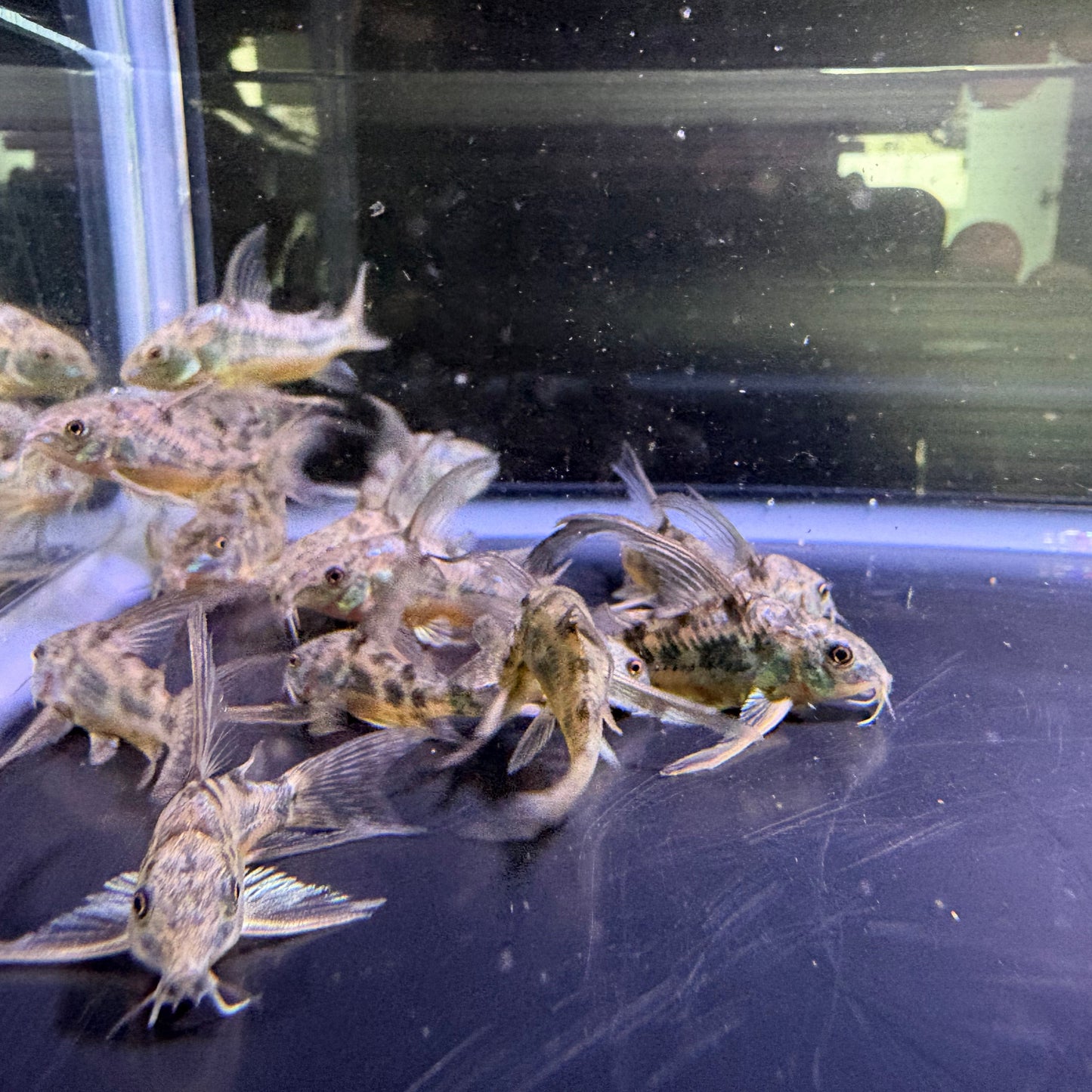Peppered Cory’s