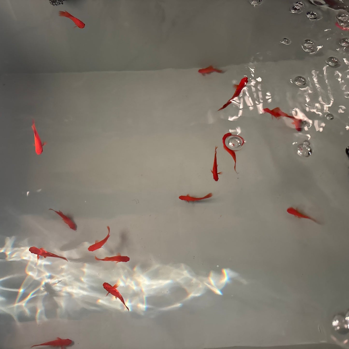 Blood red Swordtail