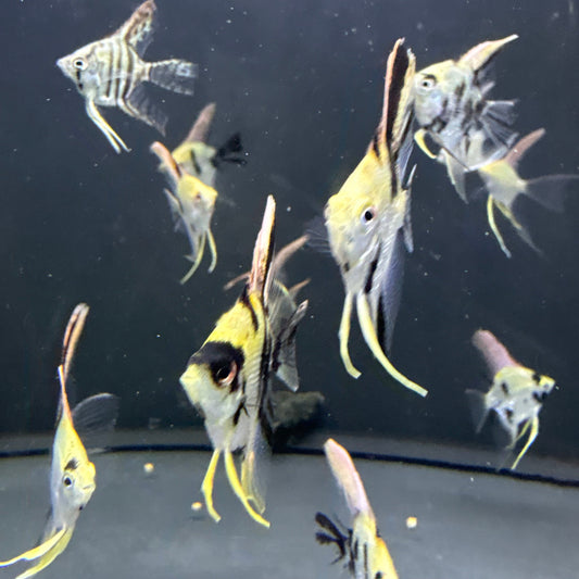 Angelfish Mixed