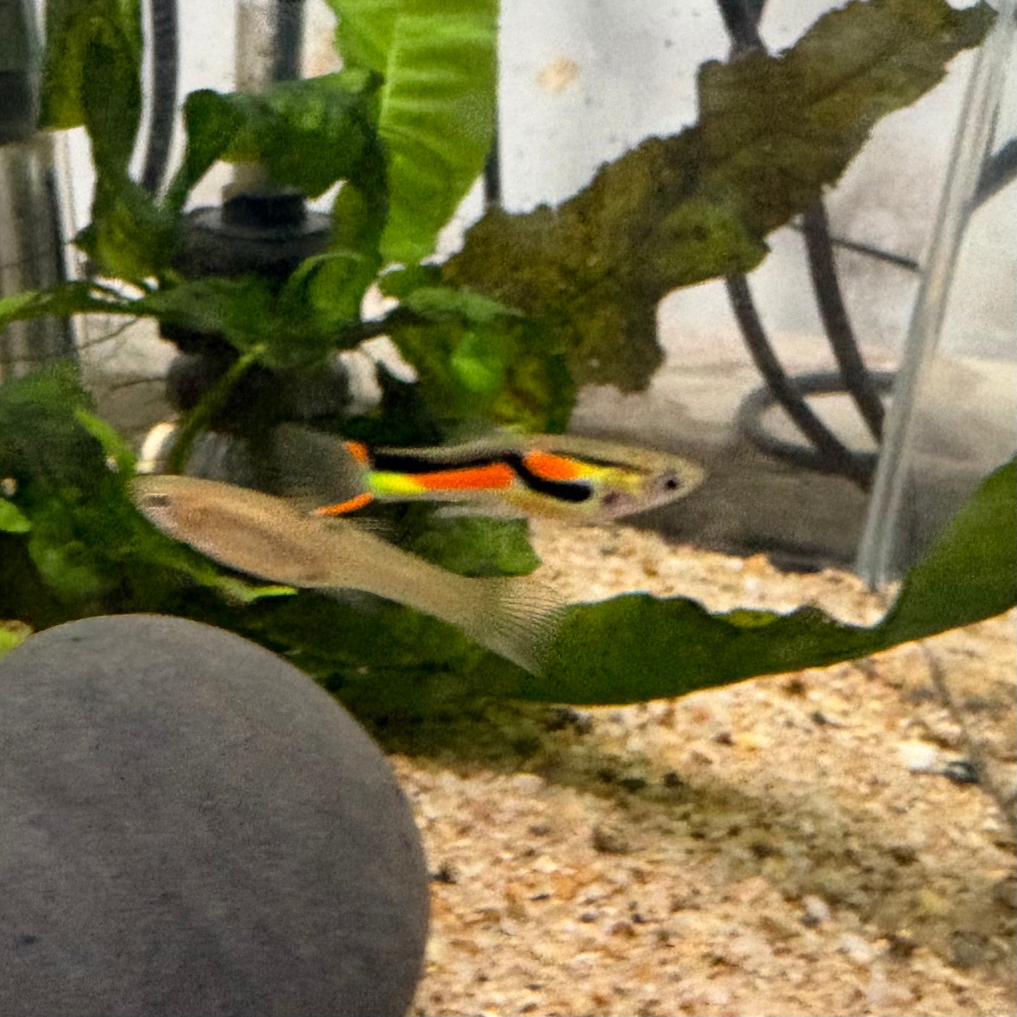 Red Line Endler Pair
