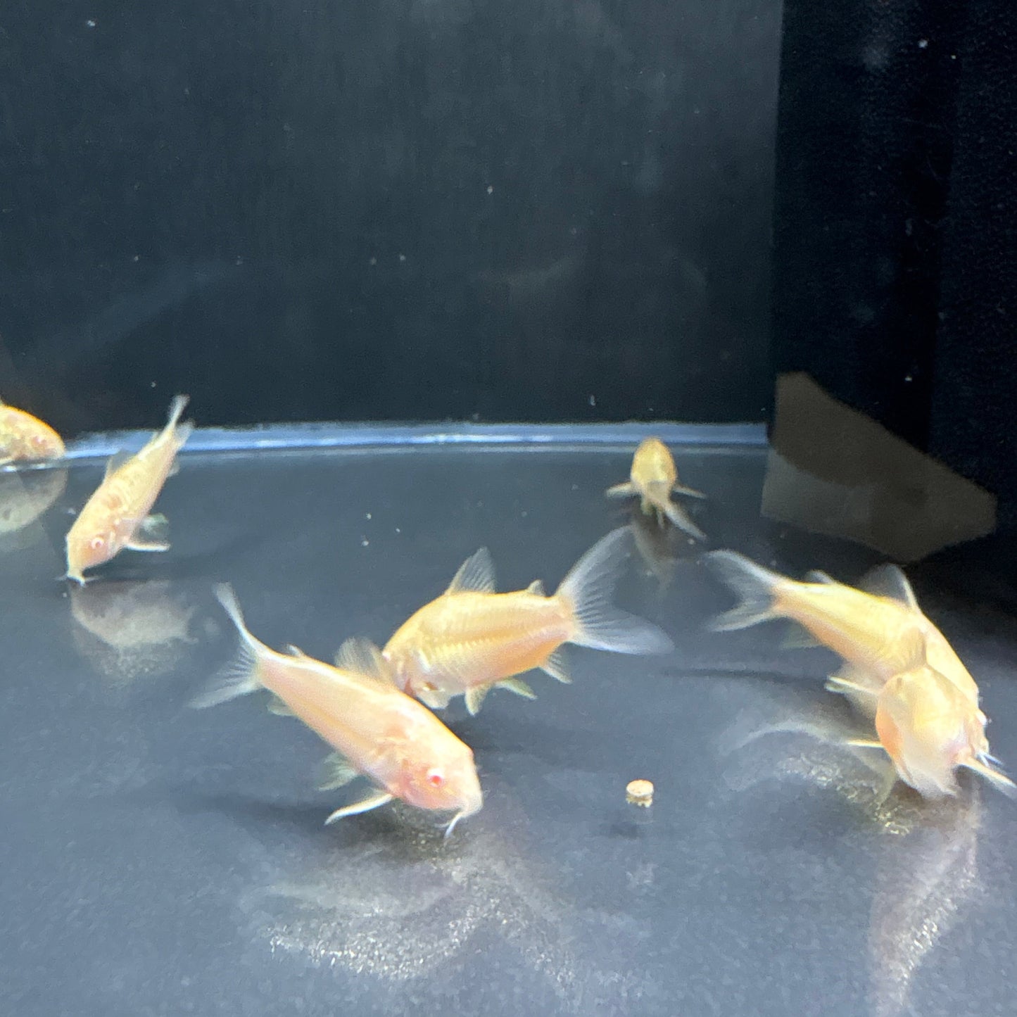 Albino Cory’s
