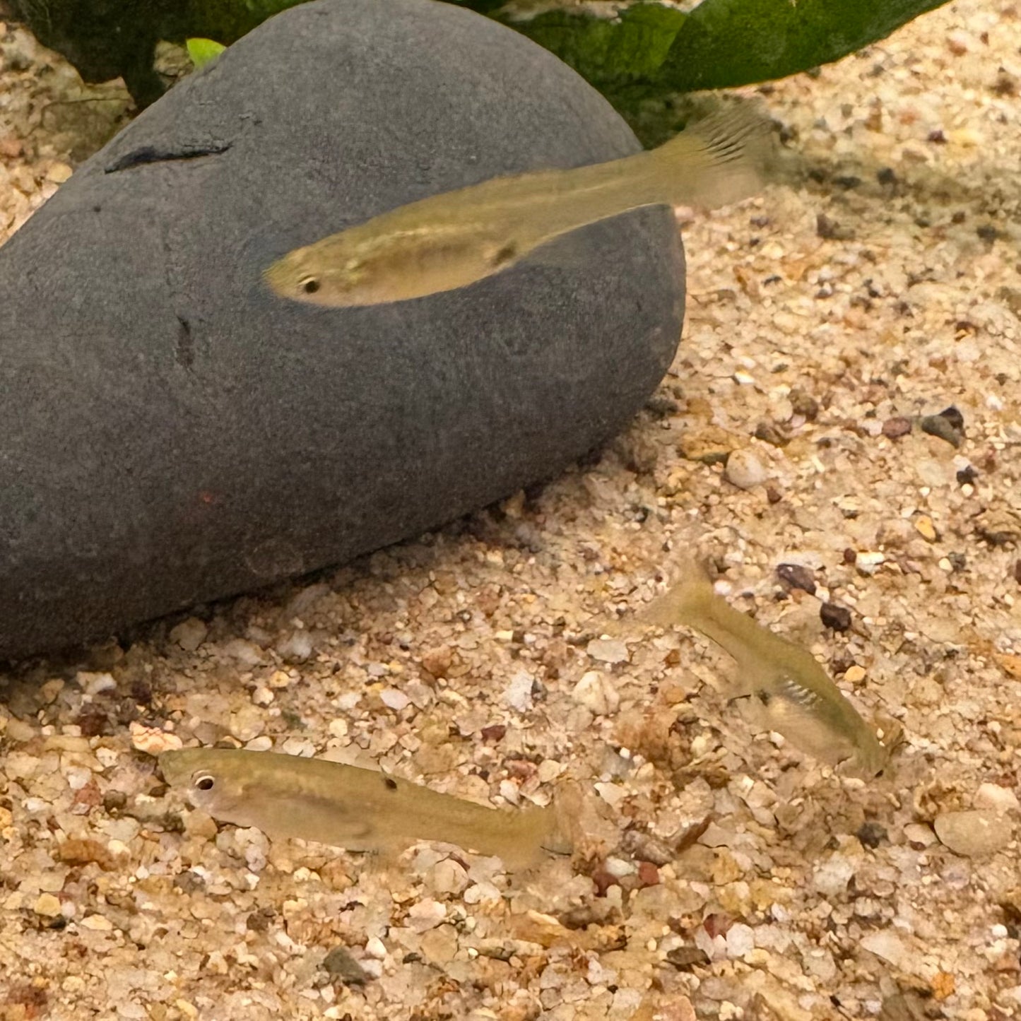 Red Line Endler Pair