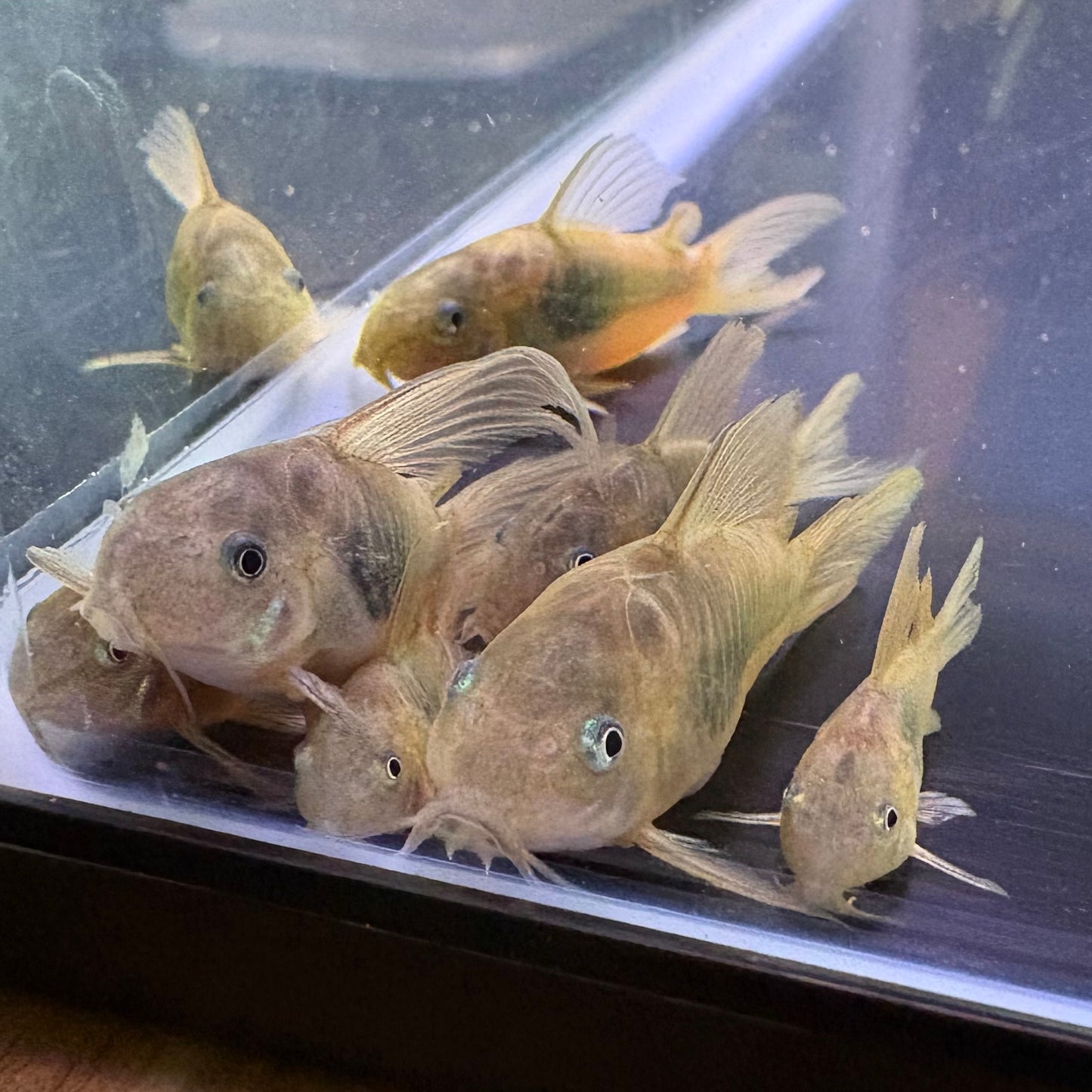 Bronze Cory’s