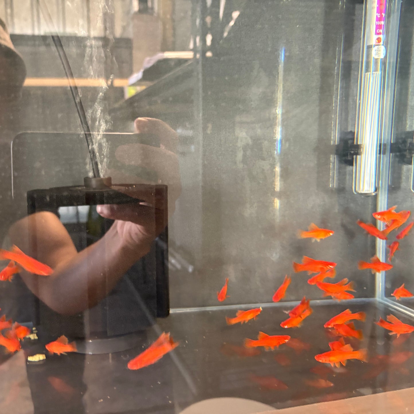 Blood red Swordtail