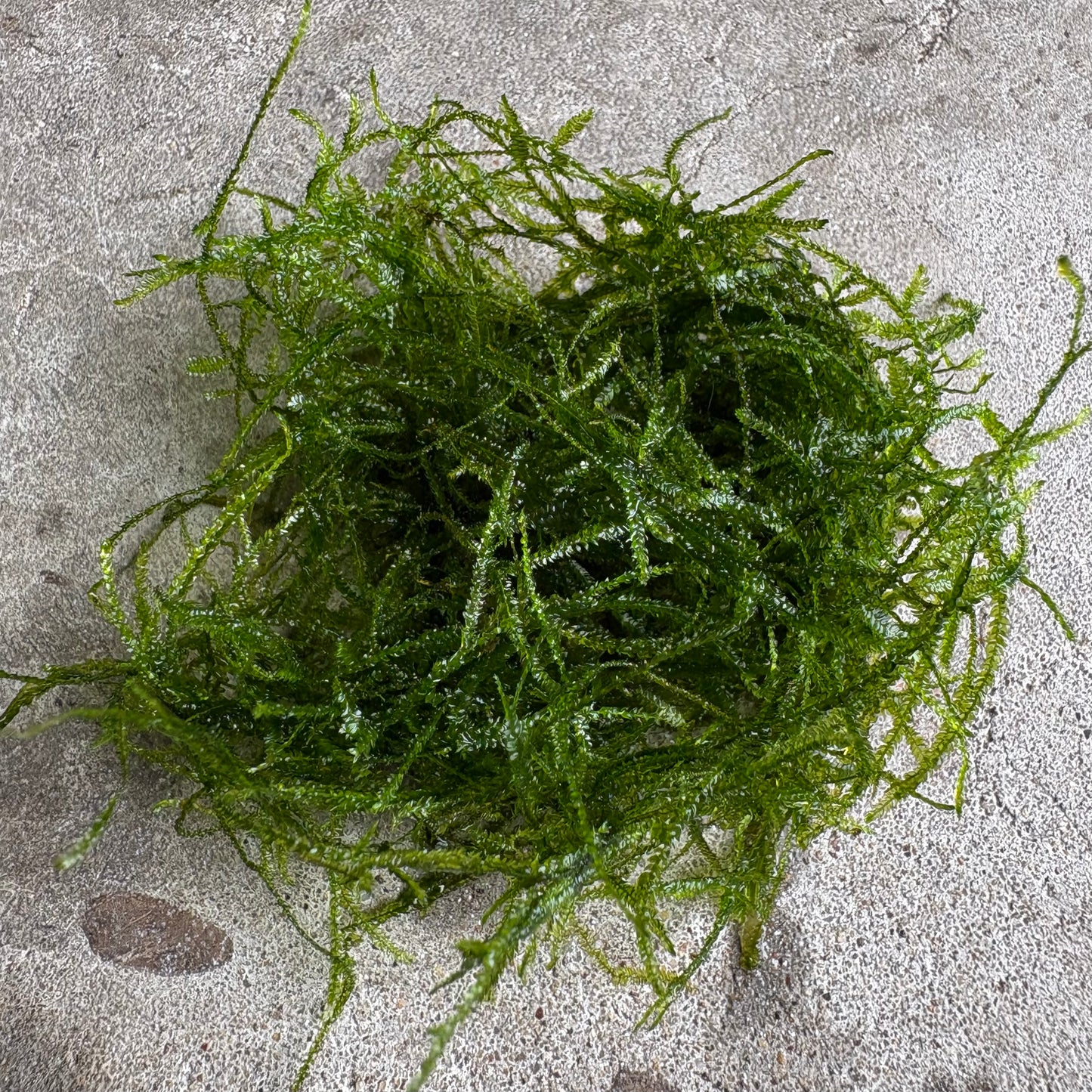 Java Moss