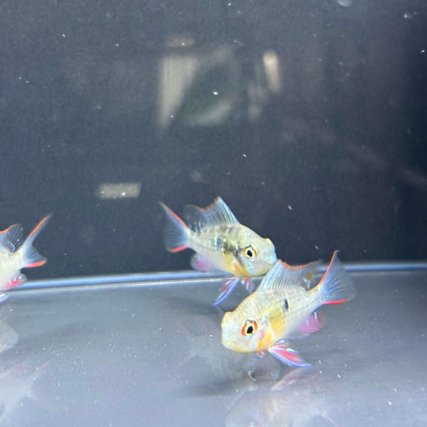 Bolivian Ram
