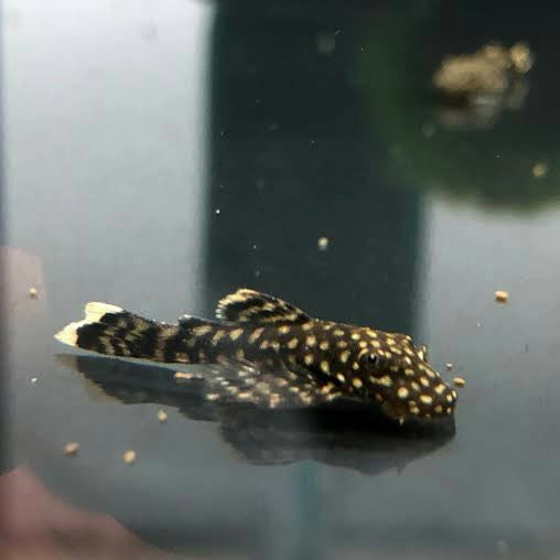 Bristlenose Catfish