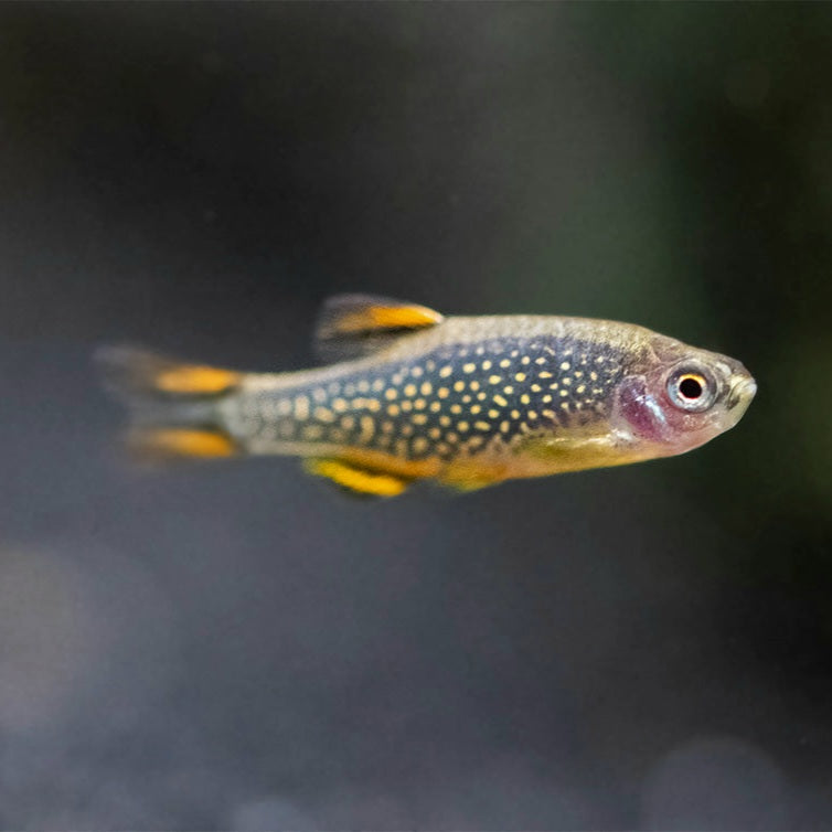 Celestial Pearl Danio