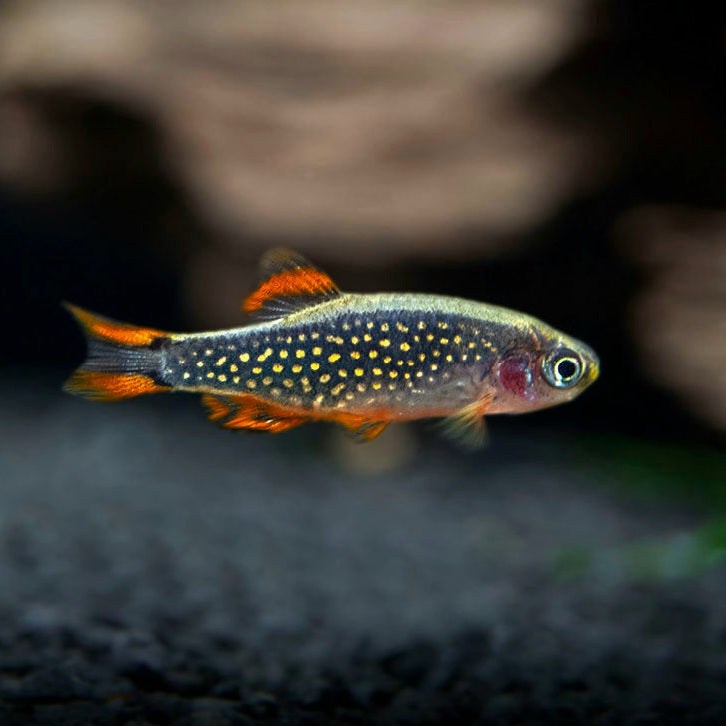 Celestial Pearl Danio