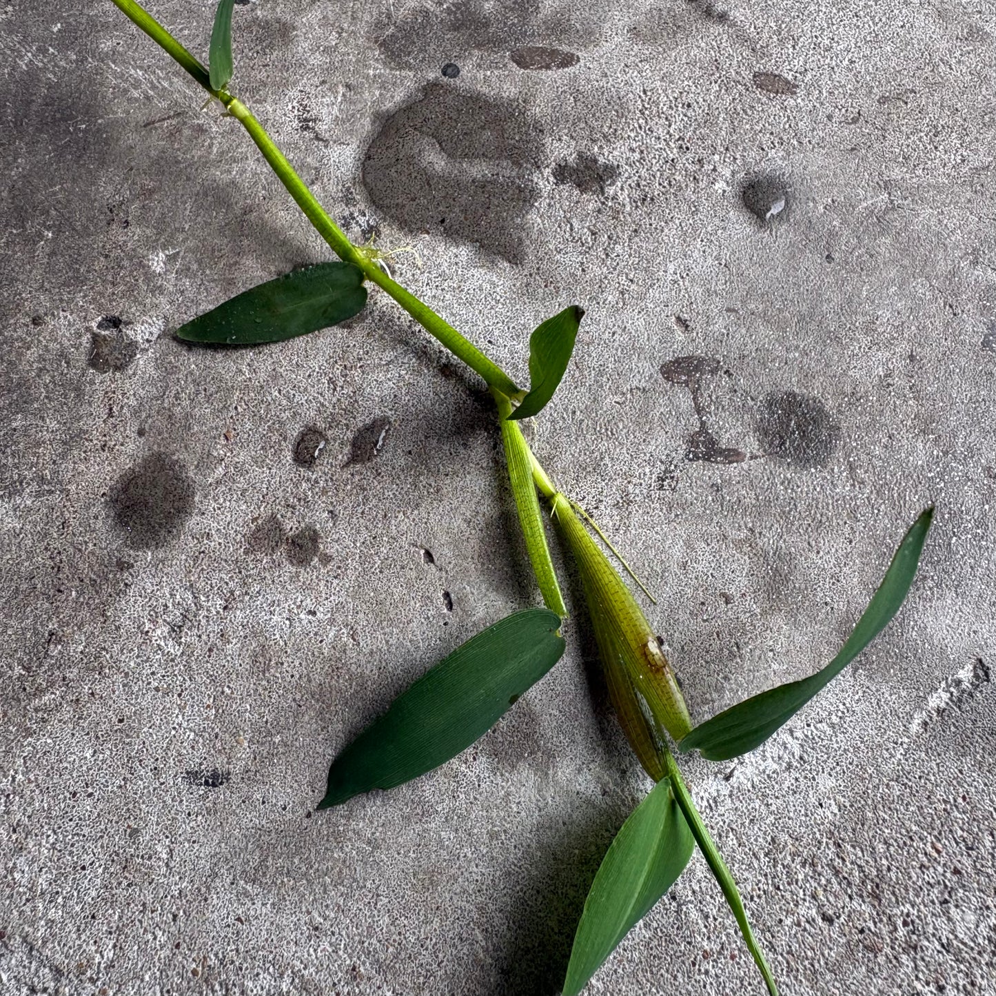 Floating Bamboo