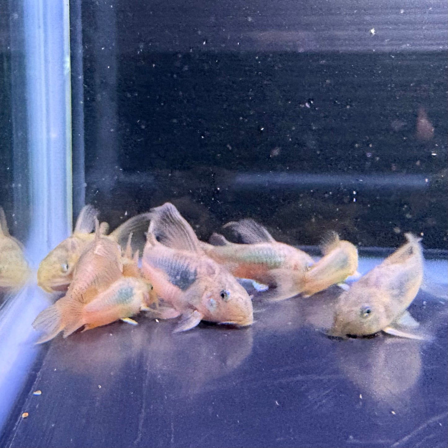 Bronze Cory’s
