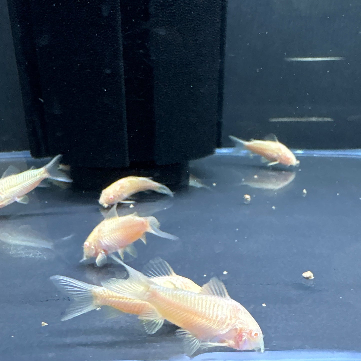 Albino Cory’s