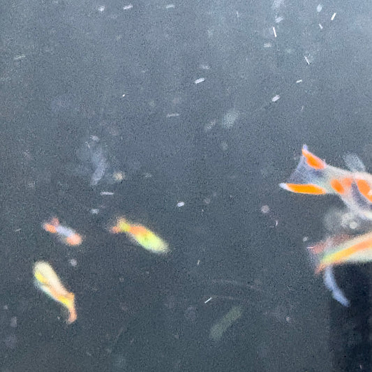 mixed endlers