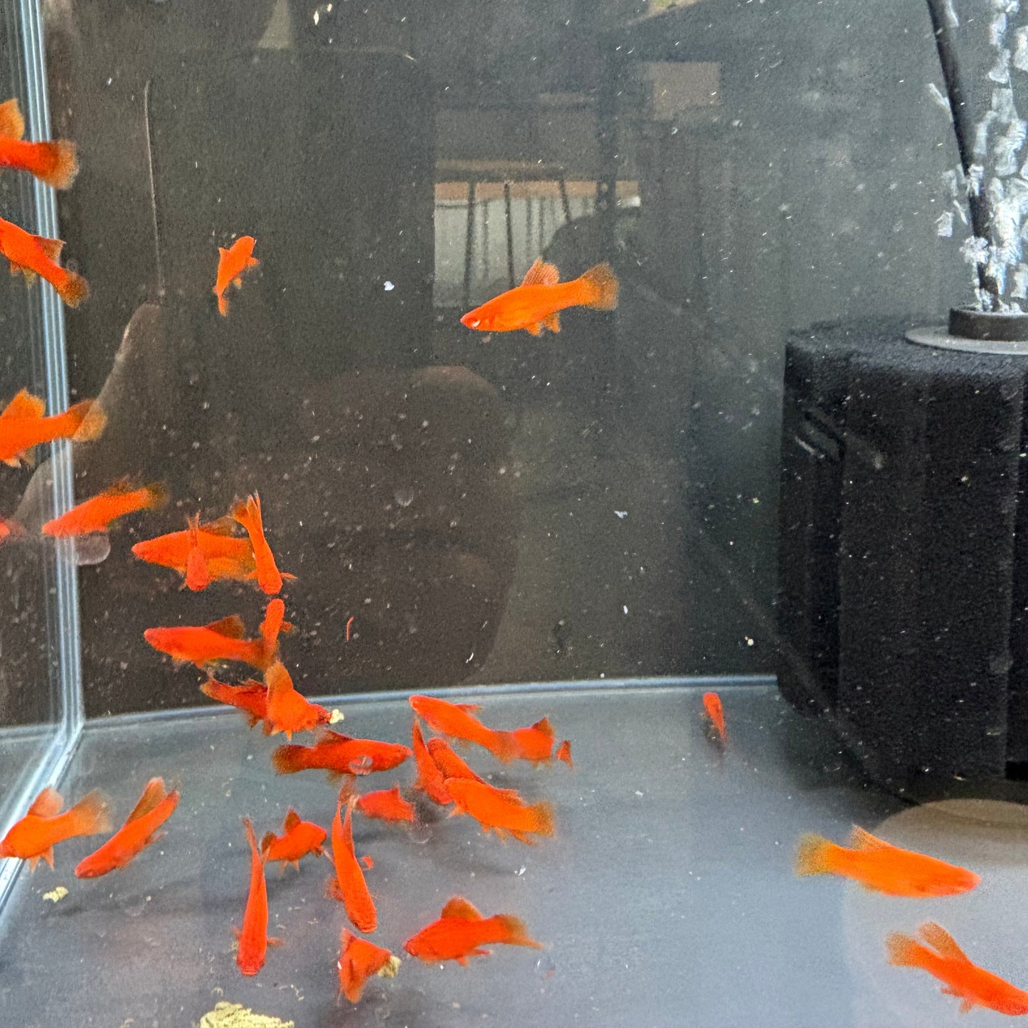Blood red Swordtail