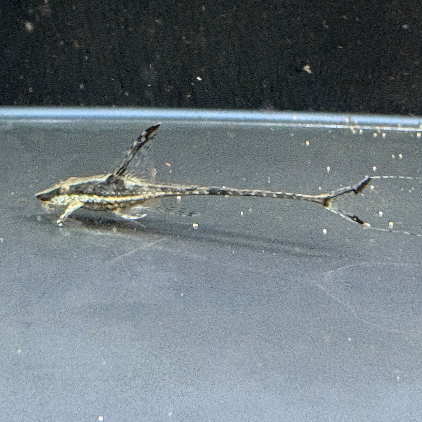 Royal Whiptail Catfish