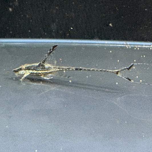 Royal Whiptail Catfish