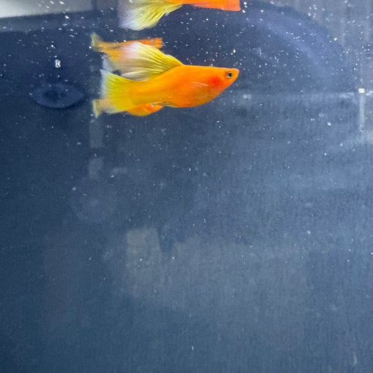 Highfin Platy