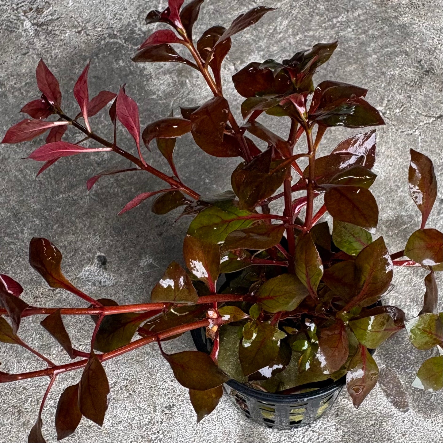 Ludwigia Super Red