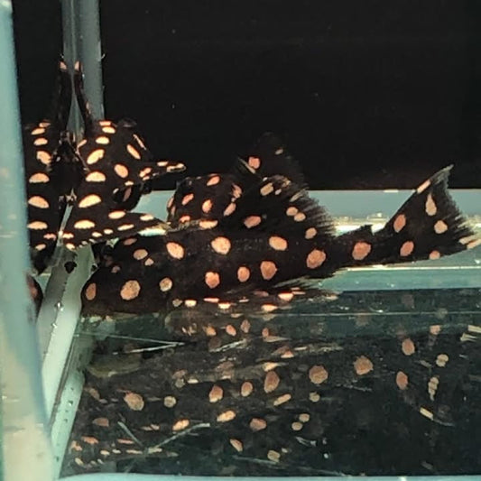 L007 Pleco