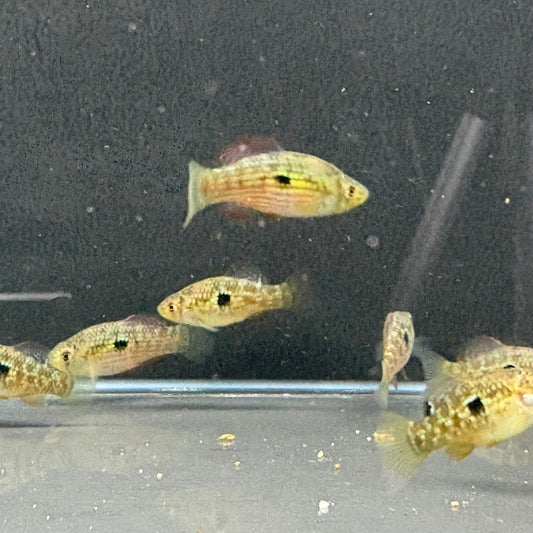 American Flagfish