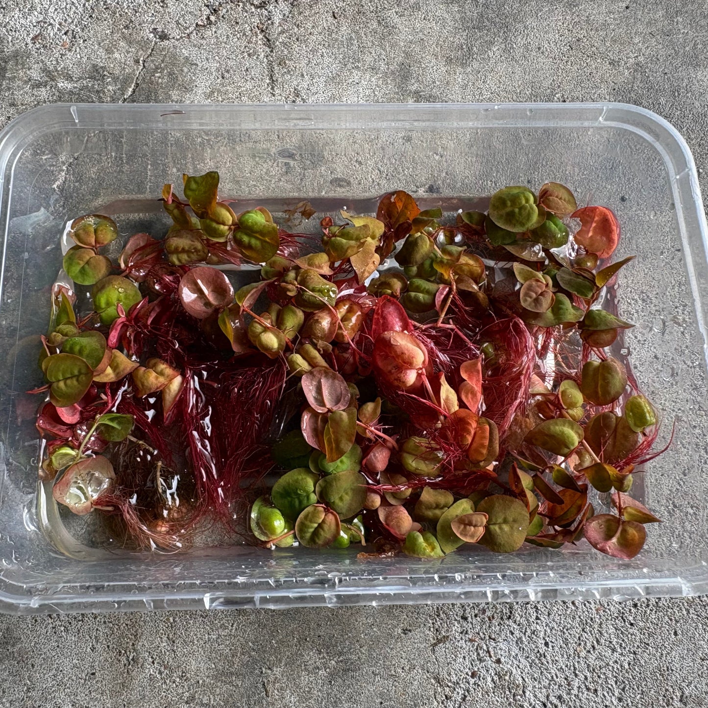 Red Root Floaters