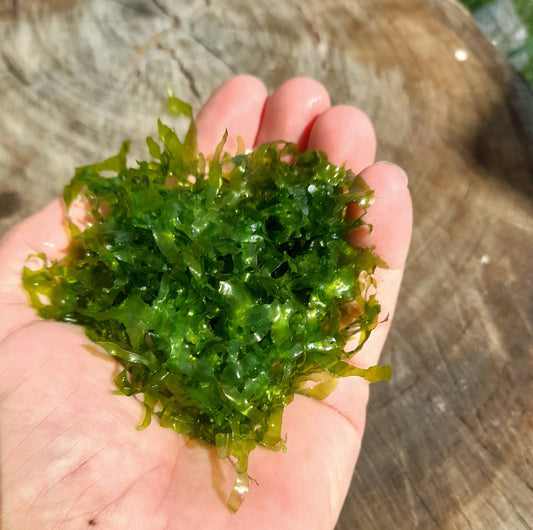 Subwassertang