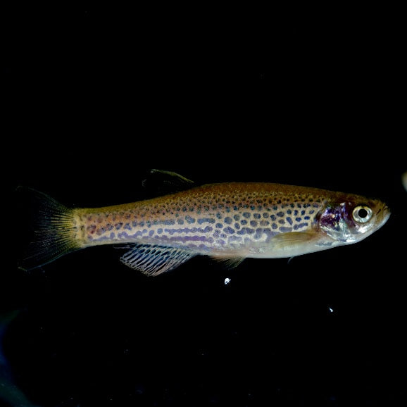 Leopard Danio
