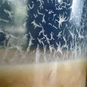 Microworms