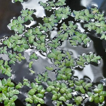 Duck Weed