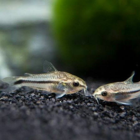 Pygmy Cory