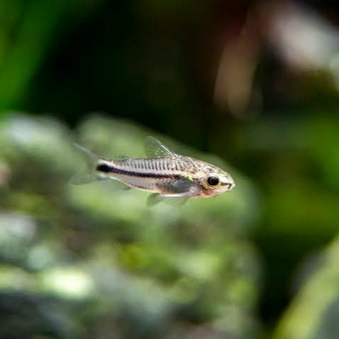 Pygmy Cory